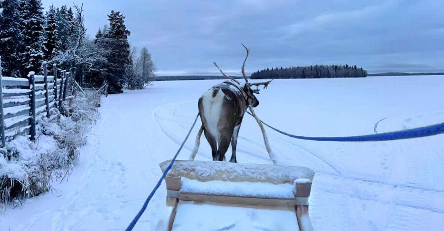 Levi: Lapland Reindeer Safari - Who will enjoy this Levi safari most