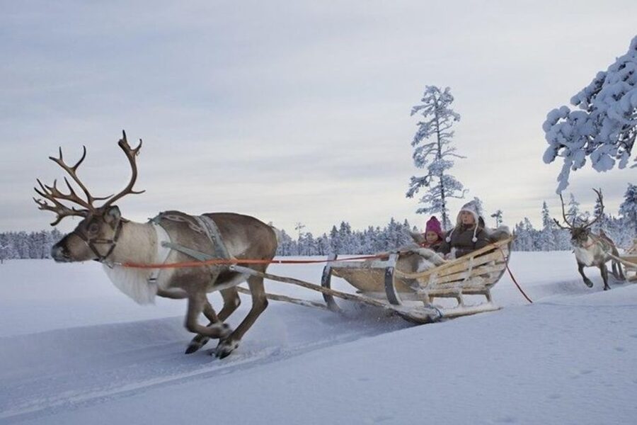 Levi: Lapland Reindeer Safari - Should you book the reindeer safari?