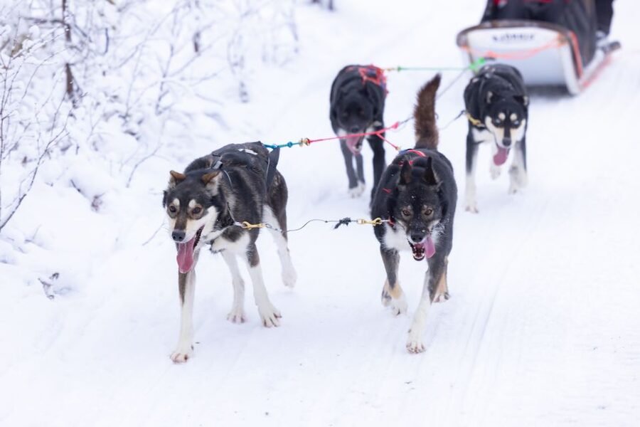 Levi Polar Lights Tours: Arctic Circle Guided Husky Tour - Key points to know before booking
