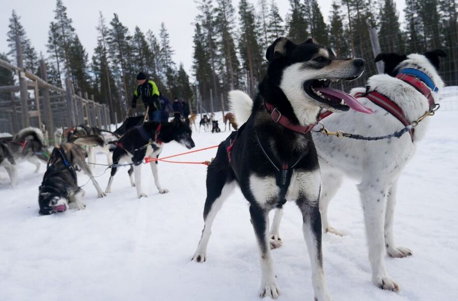 Levi Polar Lights Tours: Arctic Circle Guided Husky Tour - The ride begins at Levi Center
