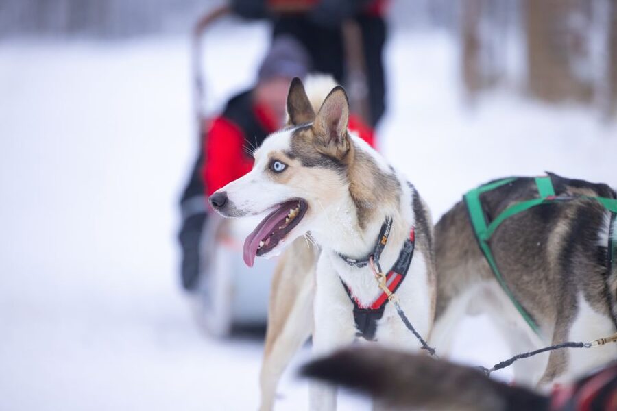 Levi Polar Lights Tours: Arctic Circle Guided Husky Tour - Five kilometers through snowy forest
