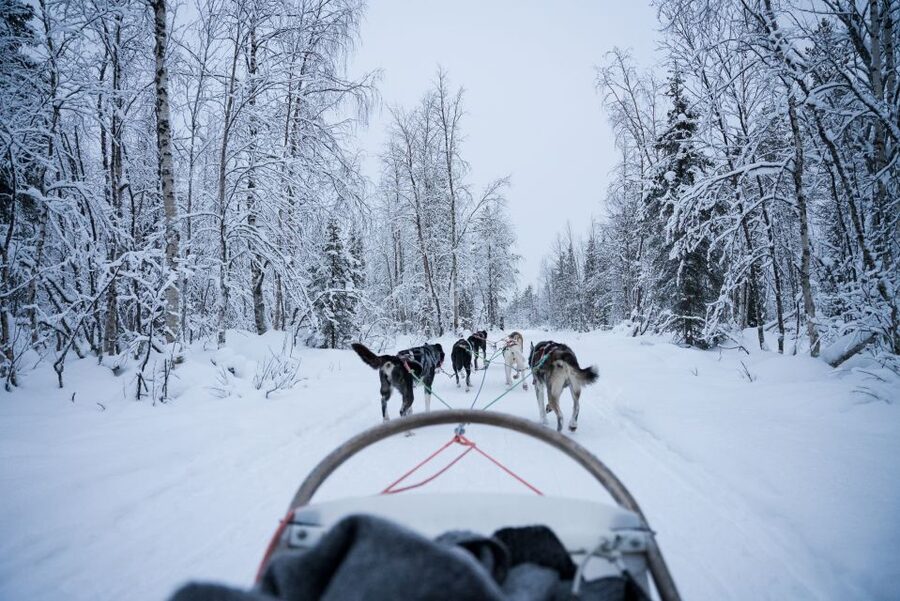 Levi Polar Lights Tours: Arctic Circle Guided Husky Tour - Meeting the Alaskan huskies