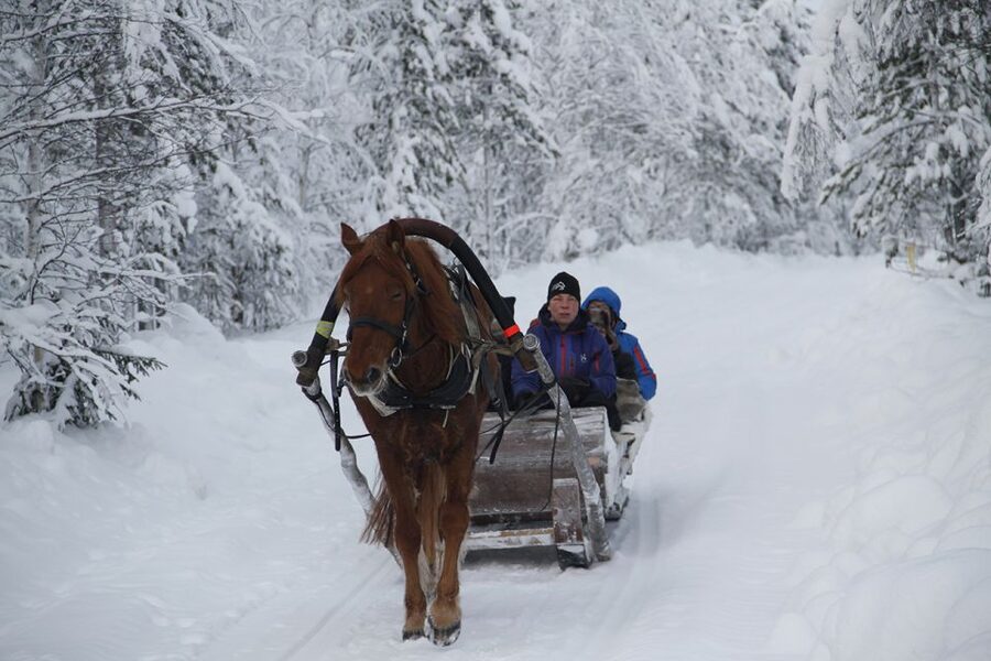 Levi, Polar Lights Tours: One Horse Open Sleigh Ride - The horse-drawn sleigh ride through the forest