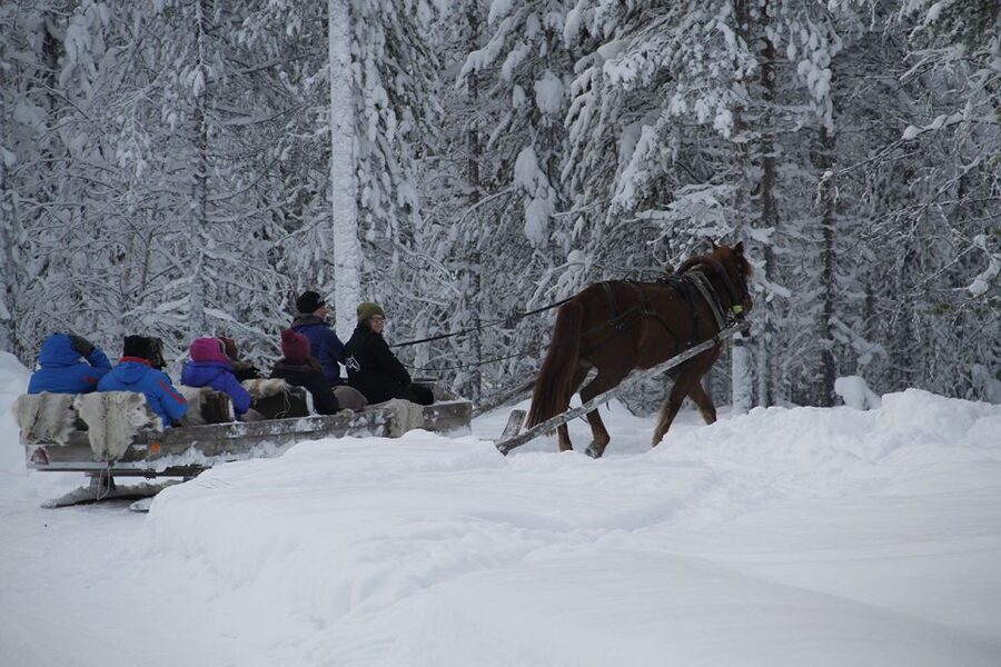 Levi, Polar Lights Tours: One Horse Open Sleigh Ride - Looking for the Northern Lights
