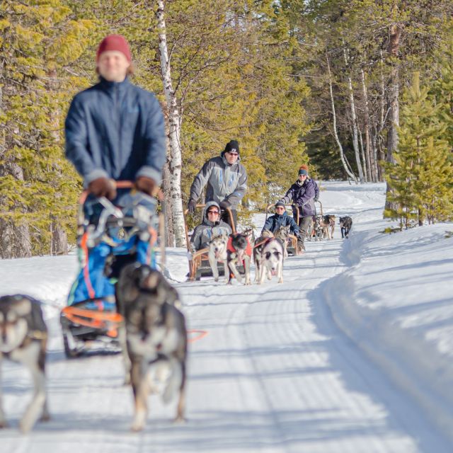 Levi Polar Lights Tours: Reindeer and Husky Taster - Two Lapland rides in one short outing