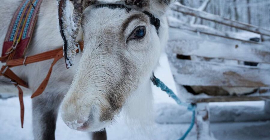 Levi Polar Lights Tours: Reindeer and Husky Taster - The 10-minute safety briefing