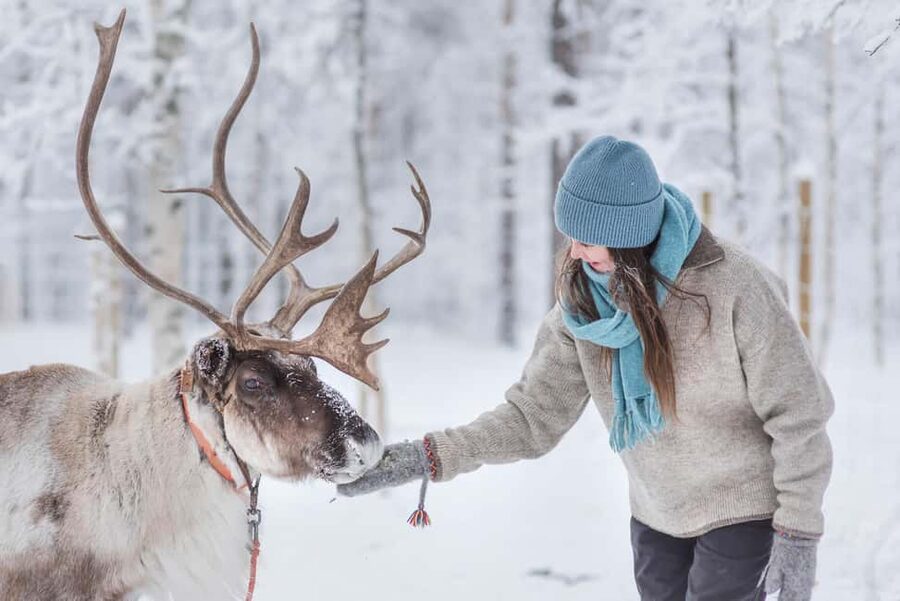 Levi Polar Lights Tours: Reindeer and Husky Taster - The reindeer sleigh and the quiet side of winter