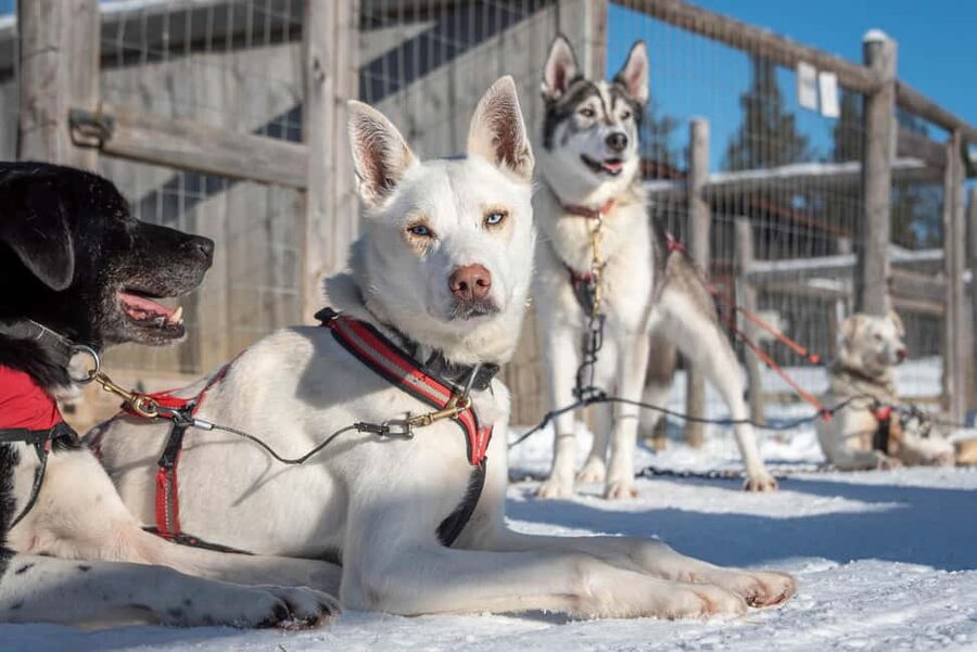 Levi Polar Lights Tours: Reindeer and Husky Taster - Who will enjoy this tour most?