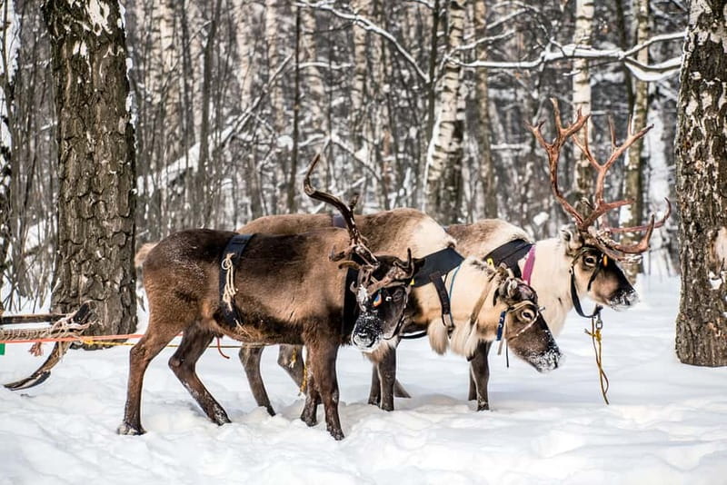 Levi: Reindeer Experience with Sled Ride - Key points at a glance