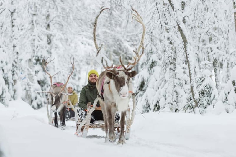Levi: Reindeer Experience with Sled Ride - Meeting Lapland’s reindeer near Levi