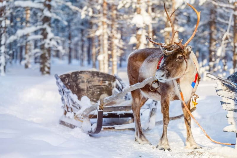 Levi: Reindeer Experience with Sled Ride - A sleigh ride made for scenery, not speed