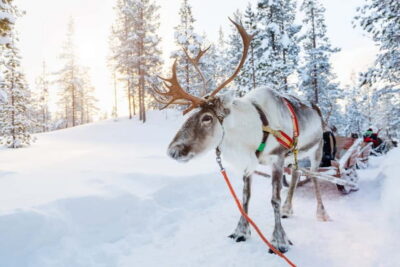 Reindeer Experience with Sled Ride