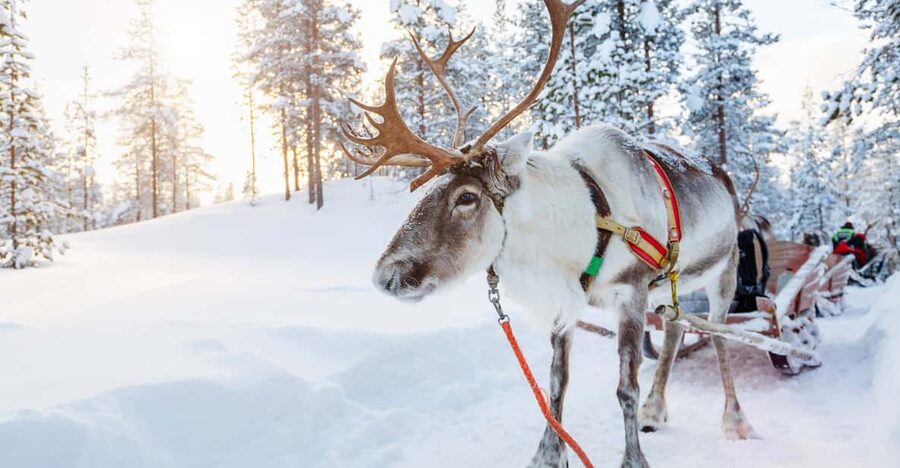 Levi: Reindeer Experience with Sled Ride - Hot juice, cookies, and a welcome pause