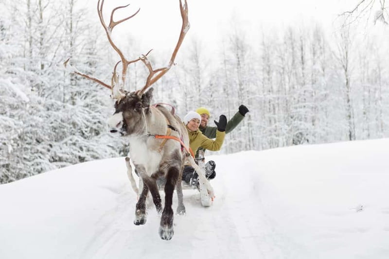 Levi: Reindeer Experience with Sled Ride - Who should book this reindeer experience