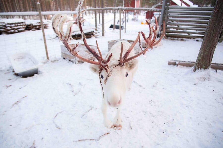 Levi: Reindeer Farm E-Fatbike Safari - A warm pause with drinks and pastries