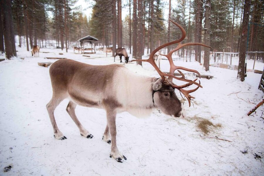 Levi: Reindeer Farm E-Fatbike Safari - Should you book the Levi reindeer farm e-fatbike safari?