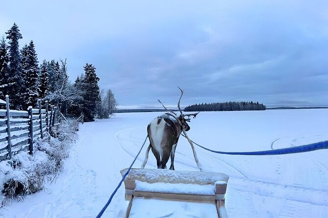 Levi Reindeer Safari - Long or Quick - with Sledge Ride - Fire, hot drinks, and Lapland stories