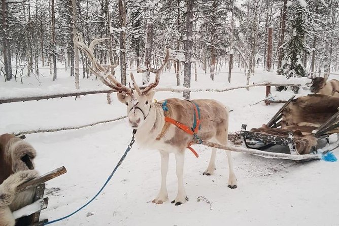 Levi Reindeer Safari - Long or Quick - with Sledge Ride - Views, photographs, and the feel of the farm