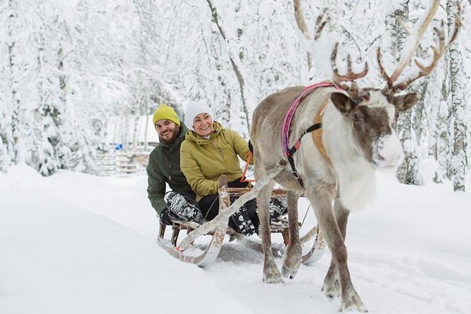 Levi Reindeer Safari - Long or Quick - with Sledge Ride - Animal welfare and what to expect from the reindeer