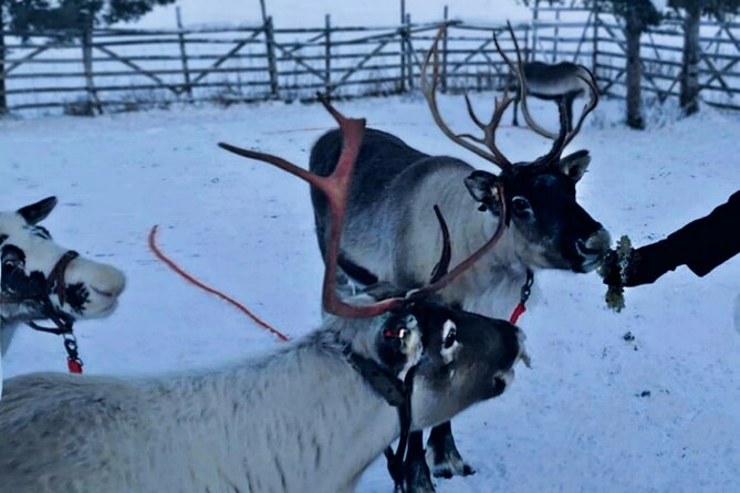 Levi Reindeer Safari - Long or Quick - with Sledge Ride - Arriving at the private reindeer farm