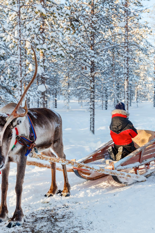 Levi: Reindeer Sleigh Ride Tour in Snowy Forest - Is $103 a fair price?