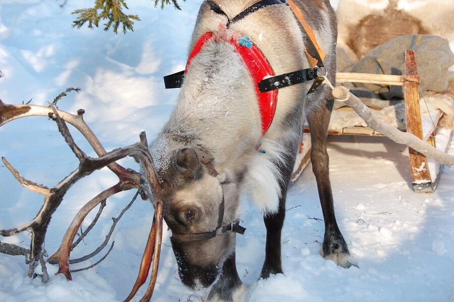 Levi: Reindeer Sleigh Ride Tour in Snowy Forest - A gentle ride through Levi’s winter forest