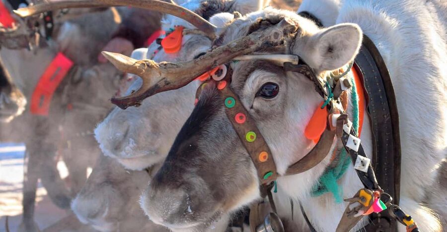 Levi: Reindeer Sleigh Ride Tour in Snowy Forest - What happens during the 10-minute safety briefing