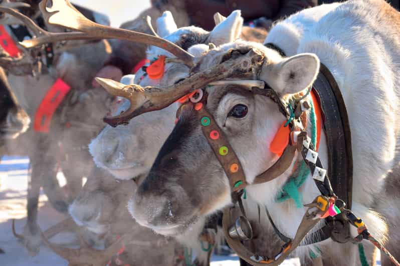 Levi: Reindeer Sleigh Ride Tour in Snowy Forest - Photographing the snow-covered trees