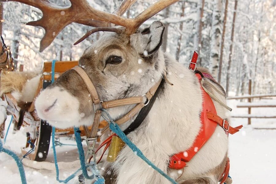 Levi: Reindeer Sleigh Ride Tour in Snowy Forest - Feeding reindeer and meeting the animals