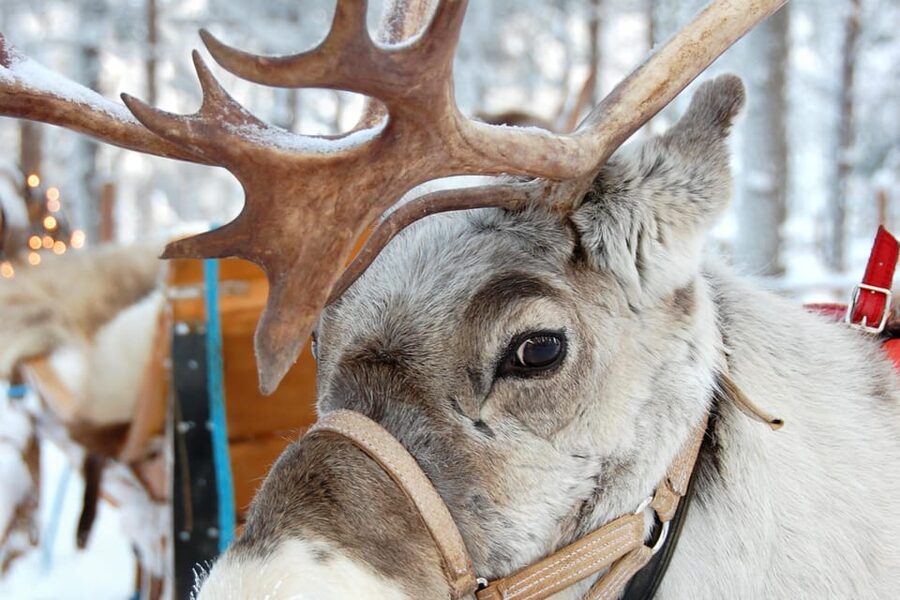 Levi: Reindeer Sleigh Ride Tour in Snowy Forest - Campfire, berry juice, and a small taste of the North