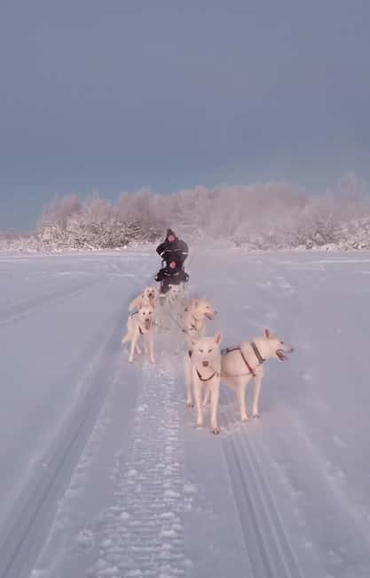 Levi: Self-Drive 2 KM Husky Sledding Experience - Key points to know before booking