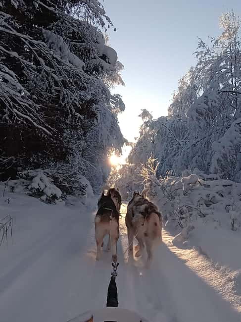 Levi: Self-Drive 2 KM Husky Sledding Experience - Starting at Kurjennivantie 118, 15 kilometers from Levi