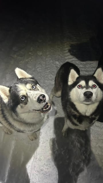 Levi: Self-Drive 5 KM Husky Sledding Experience - Taking the wheel on a 5 km husky route