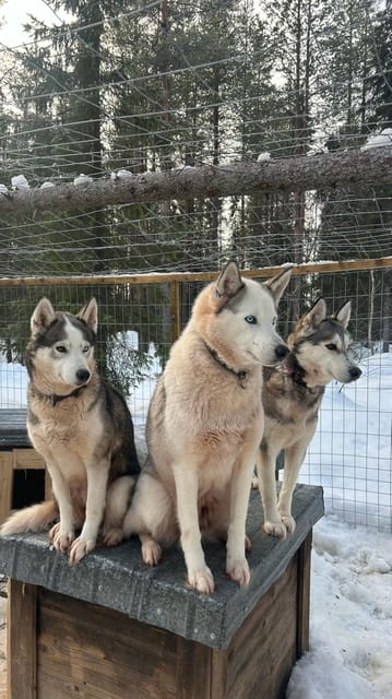 Levi: Self-Drive 5 KM Husky Sledding Experience - Snowy scenery with a little more action