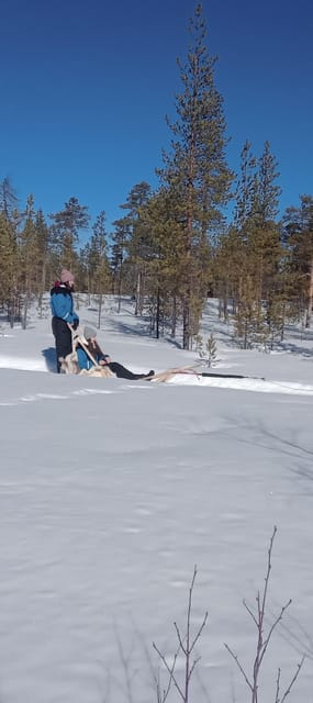 Levi: Self-Drive 5 KM Husky Sledding Experience - Why driving your own sled changes the experience
