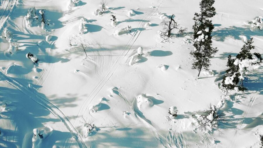 Levi: Snowshoe Adventure in the Wilderness - Why snowshoes make Levi’s forest feel different