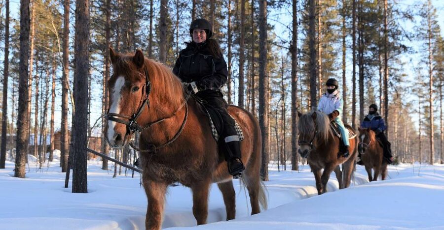 Levi: Snowy Forest Ride and Polar Lights Tours - Meeting at Hissitie 11 in Central Levi