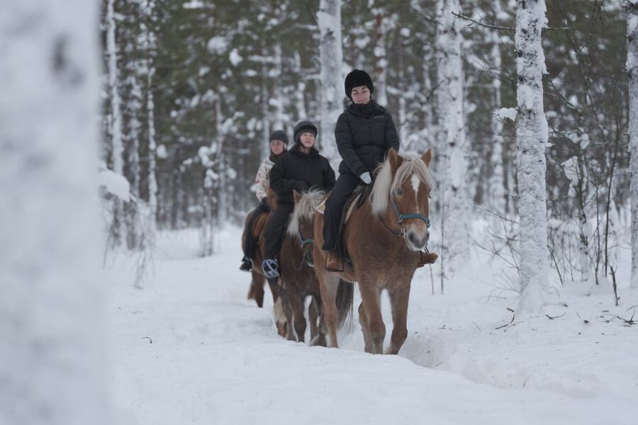 Levi: Snowy Forest Ride and Polar Lights Tours - The Photo Stop and Fire-Side Snack
