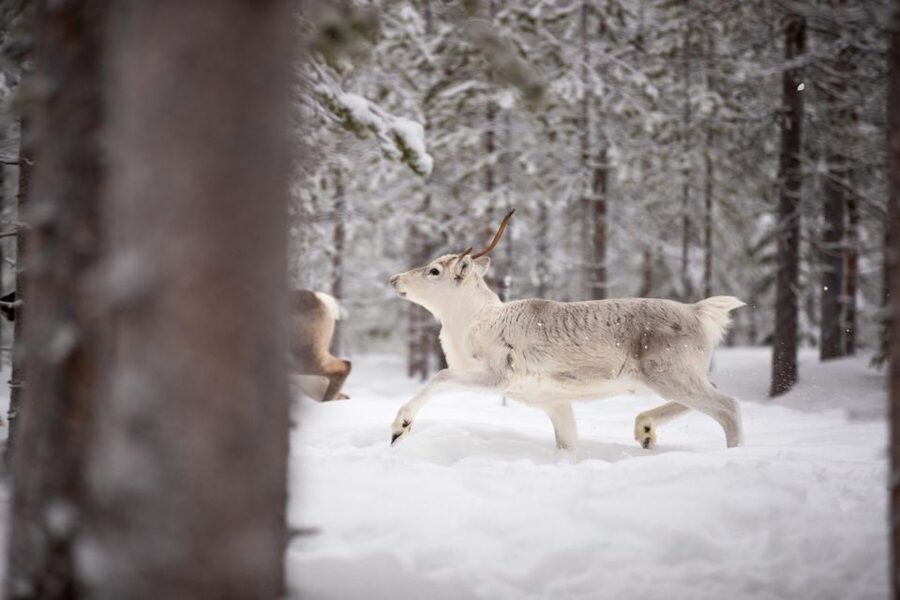 Levi: Traditional Reindeer Husbandry Experience - Into the Olos and Pallas winter country