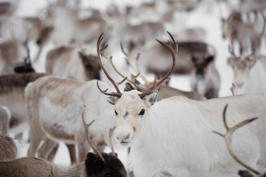 Levi: Traditional Reindeer Husbandry Experience - Meeting the local reindeer herder