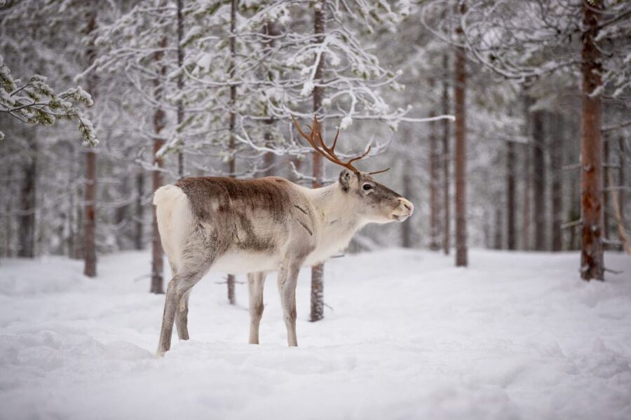 Levi: Traditional Reindeer Husbandry Experience - What the reindeer meeting feels like