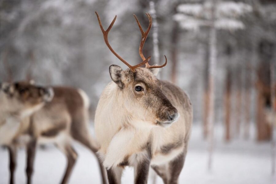 Levi: Traditional Reindeer Husbandry Experience - Warming up beside the open fire
