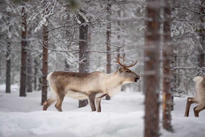 Levi: Winter Highlights Family Day - Key points to know before booking