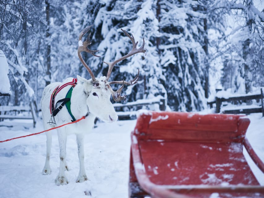 Levi: Winter Highlights Family Day - Two Arctic farms in one short outing
