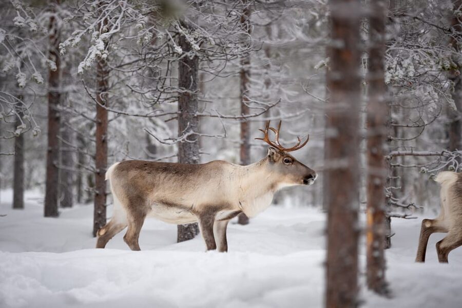 Levi: Winter Highlights Family Day - Reindeer, sleigh bells, and a slower ride