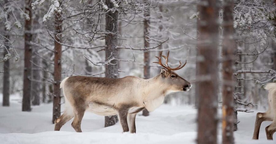 Levi: Winter Highlights Family Day - Is the $234 price good value?