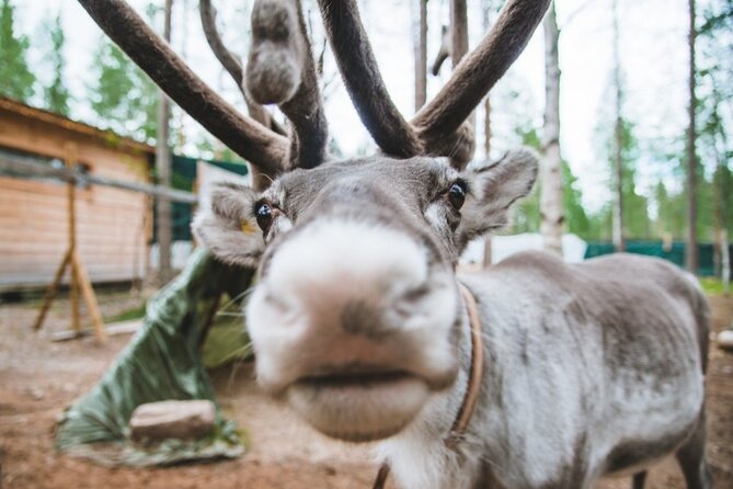 Meet Santa Claus & Santa's Reindeer Ride & Greet Huskies - Pickup, timing, and the seasonal schedule