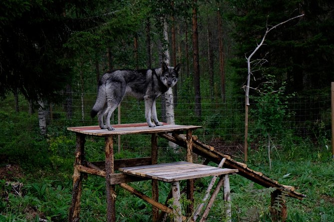 Meet Taivas & the Arctic Wolves - Private Tour - Why this is more than a quick animal photo stop