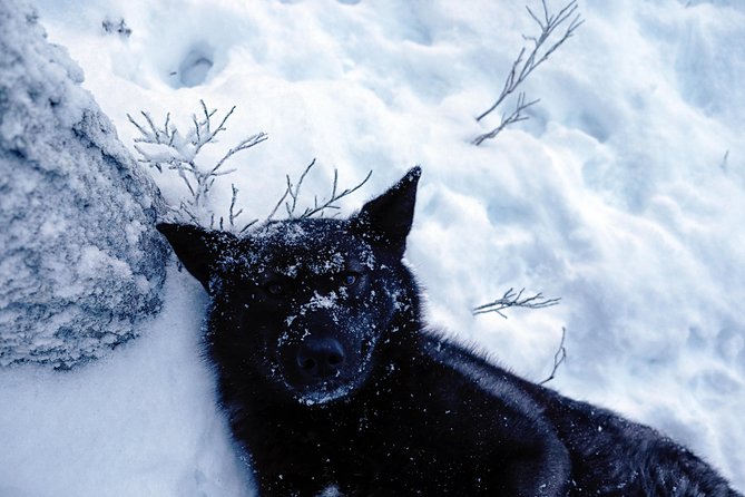 Meet Taivas & the Arctic Wolves - Private Tour - Entering the enclosures: important rules