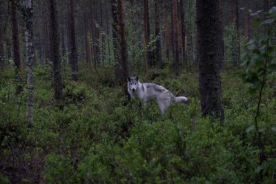 Meet Taivas & the Arctic Wolves – Private Tour